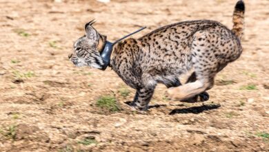 Foto archivo Lince ibérico. Foto: EFE