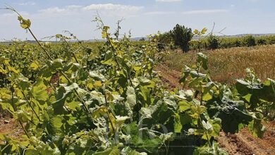 noticias agricultura