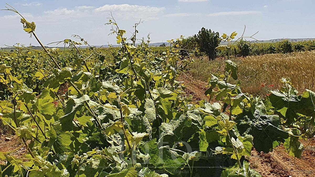 noticias agricultura