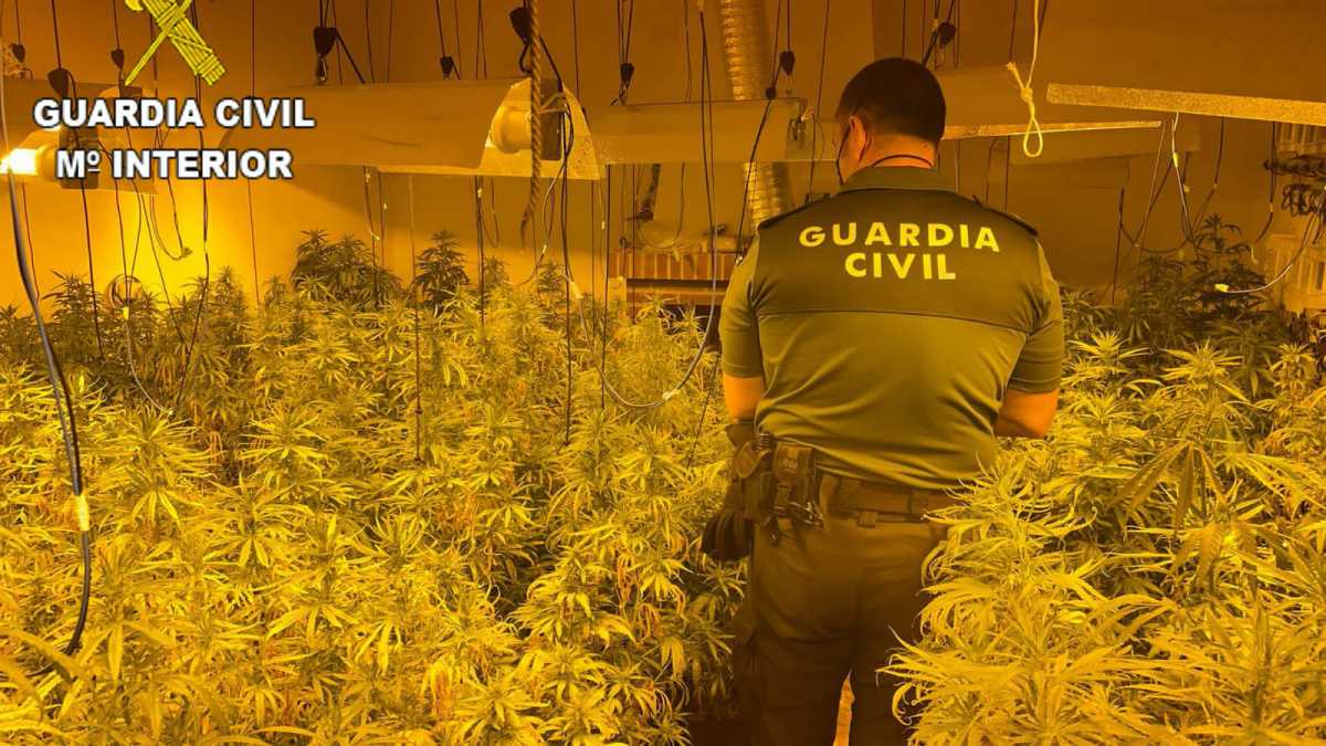 Desmantelada una nueva plantación de marihuana en Toledo