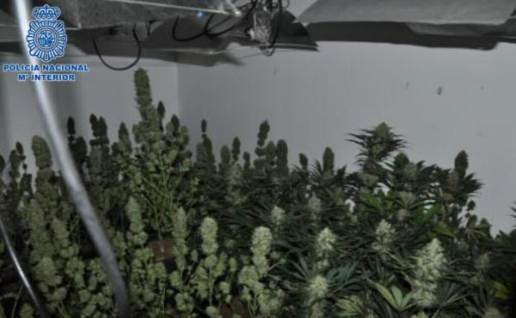 Detenido un clan familiar dedicado al cultivo de marihuana en Puertollano
