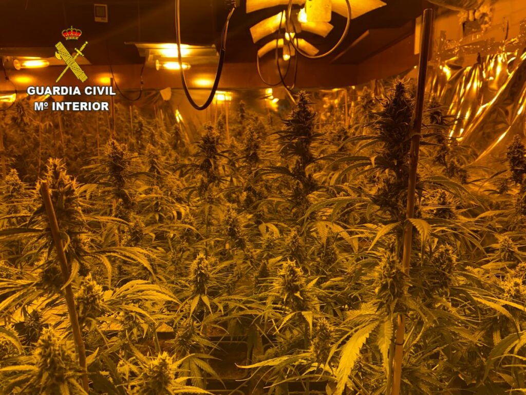 La Guardia Civil interviene 6.000 plantas de marihuana la mayor cantidad en una misma operación en la provincia de Toledo