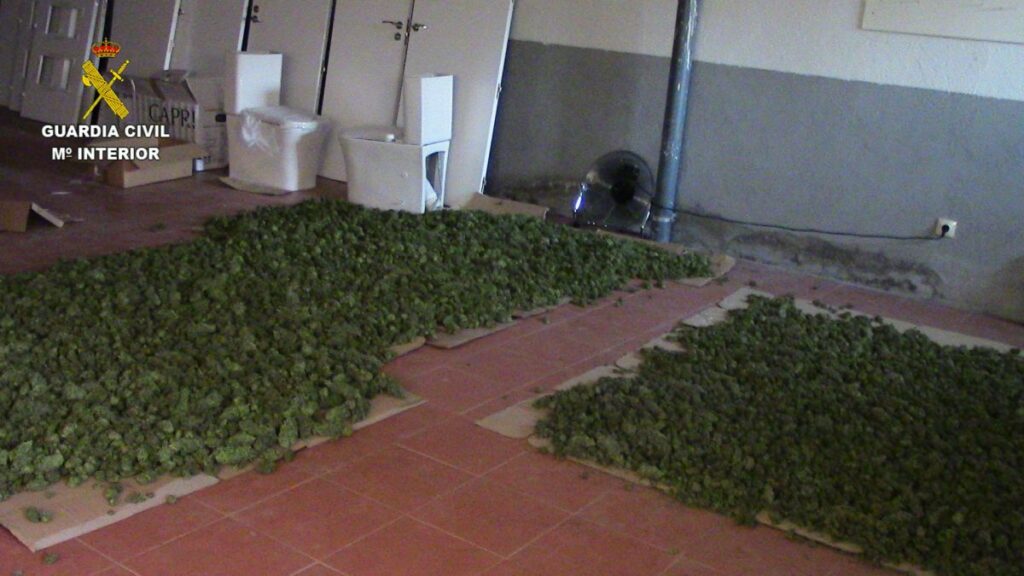 La Guardia Civil interviene 6.000 plantas de marihuana la mayor cantidad en una misma operación en la provincia de Toledo