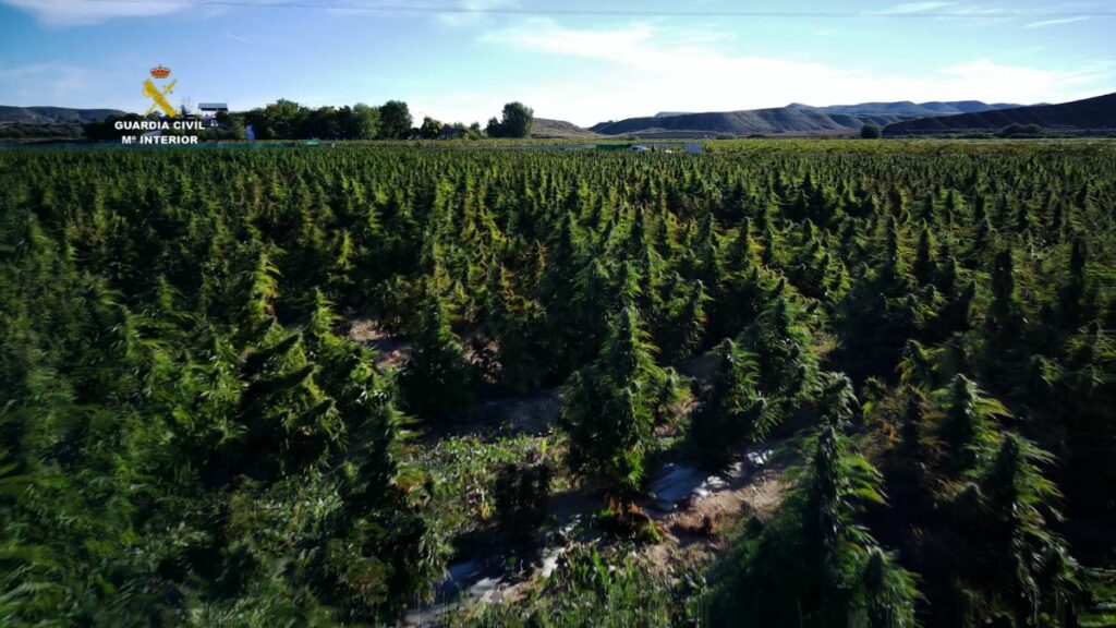La Guardia Civil interviene 135.000 plantas de marihuana, la mayor cantidad en un mismo cultivo en toda Europa
