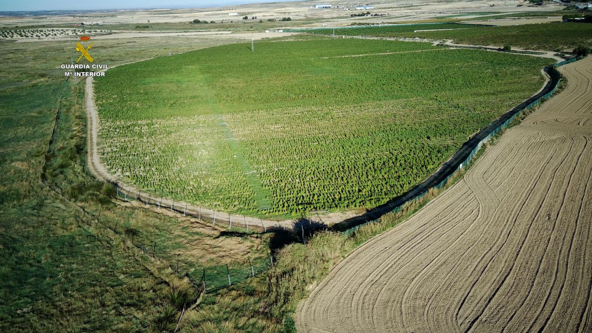 La Guardia Civil interviene 135.000 plantas de marihuana, la mayor cantidad en un mismo cultivo en toda Europa