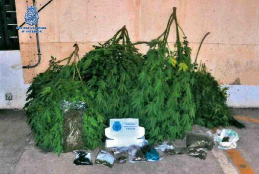 La Policía Nacional desmantela dos plantaciones de marihuana en Ciudad Real