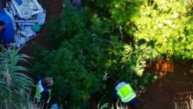 La Policía Nacional desmantela dos plantaciones de marihuana en Ciudad Real
