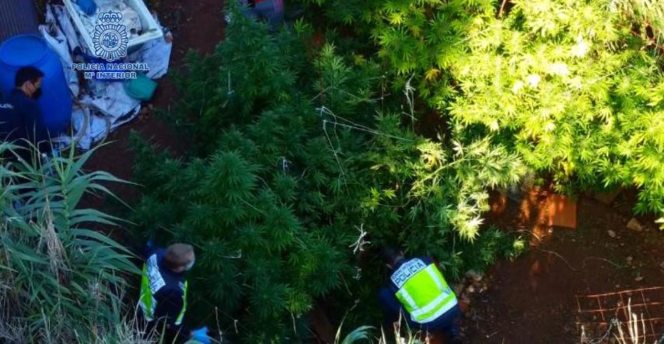La Policía Nacional desmantela dos plantaciones de marihuana en Ciudad Real