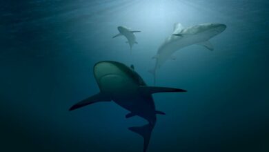tiburones