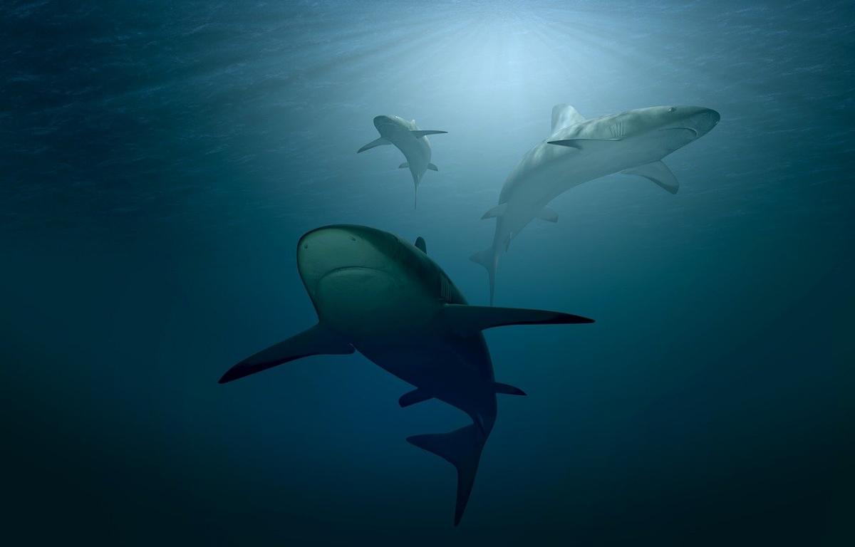 tiburones