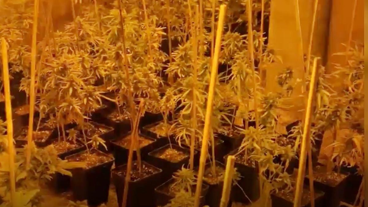 Cinco detenidos por cultivar más de mil plantas de marihuana en chalés de lujo de Madrid y Guadalajara POLICÍA NACIONAL