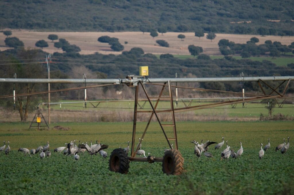 Varias grullas descansan en un campo de cultivo en la provincia de Ciudad Real. La provincia de Ciudad Real ha acogido este año 9.234 grullas comunes invernantes, según los datos recogidos en el último censo realizado para conocer el estado poblacional de esta especie a finales de diciembre de 2021. EFE/Jesús Monroy