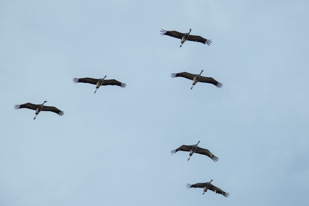  Varias grullas sobrevuelan el Parque Nacional de Cabañeros en Ciudad Real.