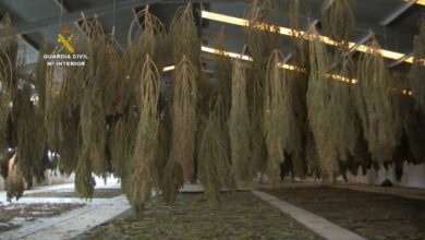 Plantación intensiva de marihuana desmantelada / GUARDIA CIVIL