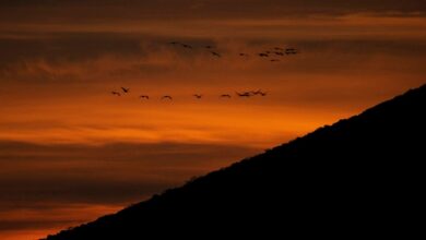 Varias grullas sobrevuelan el Parque Nacional de Cabañeros en Ciudad Real. La provincia de Ciudad Real ha acogido este año 9.234 grullas comunes invernantes, según los datos recogidos en el último censo realizado para conocer el estado poblacional de esta especie a finales de diciembre de 2021. EFE/Jesús Monroy