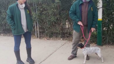 El Ayuntamiento de Ciudad Real y el Centro Canino Braña Alta desarrollan un proyecto con perros de asistencia para víctimas de violencia de género / Ayuntamiento Ciudad Real