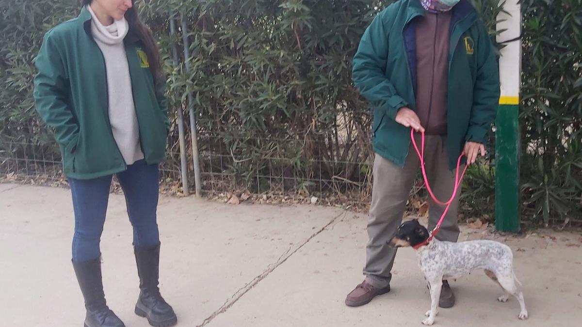 El Ayuntamiento de Ciudad Real y el Centro Canino Braña Alta desarrollan un proyecto con perros de asistencia para víctimas de violencia de género / Ayuntamiento Ciudad Real
