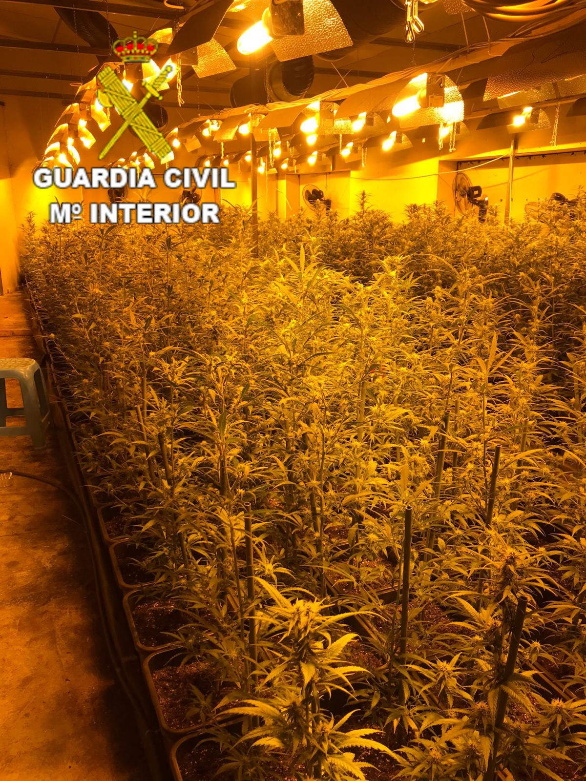 Los agentes de la Guardia Civil de Toledo accedieron al interior descubriendo una plantación indoor de 1.200 plantas  de marihuana