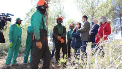Ayudas para la realización de tratamientos selvícolas en las zonas forestales de Albacete / Imagen: JCCM