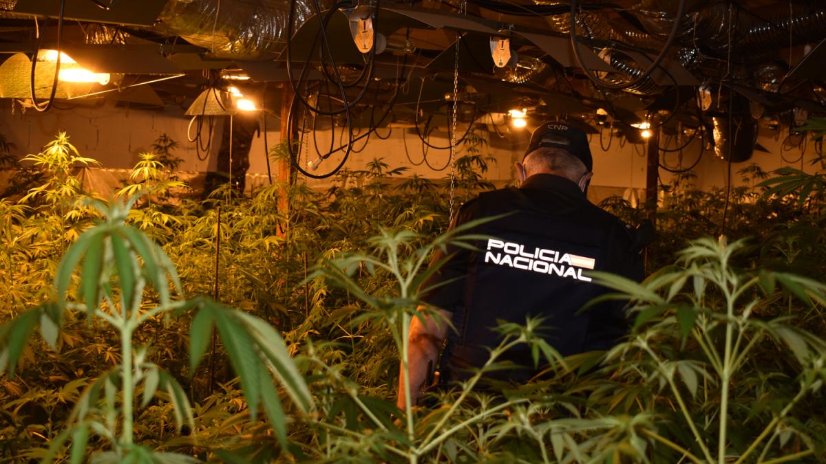 La Policía Nacional desmantela una nueva plantación “indoor” de cultivo ilegal de marihuana en Guadalajara / Policía Nacional
