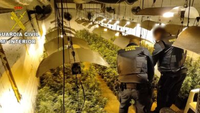 Intervenidas 591 plantas de marihuana y abundante material destinado al cultivo