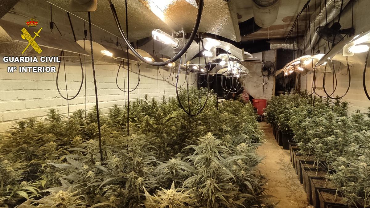Intervenidas 591 plantas de marihuana y abundante material destinado al cultivo