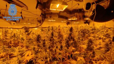 La Policía Nacional desmantela una plantación de marihuana que estaba oculta en el sótano de una vivienda de Olías del Rey (Toledo)