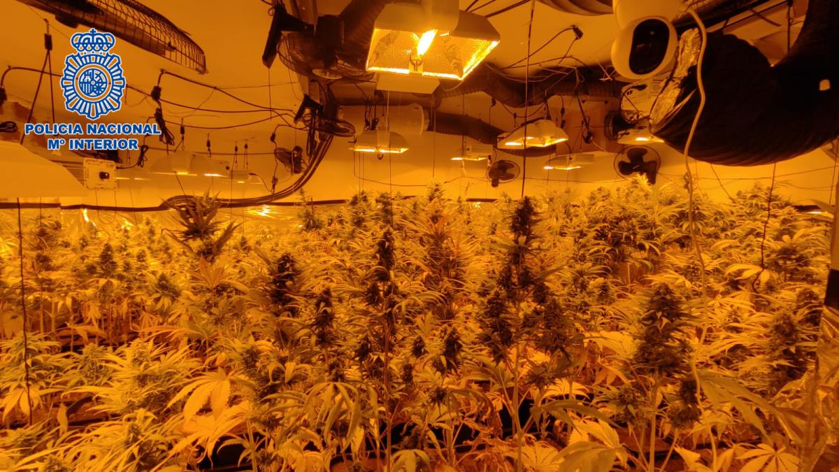 La Policía Nacional desmantela una plantación de marihuana que estaba oculta en el sótano de una vivienda de Olías del Rey (Toledo)