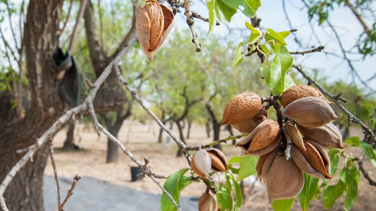 Almendro / Foto: JCCM / EP