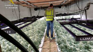Golpe al cultivo de marihuana en Toledo / Guardia Civil