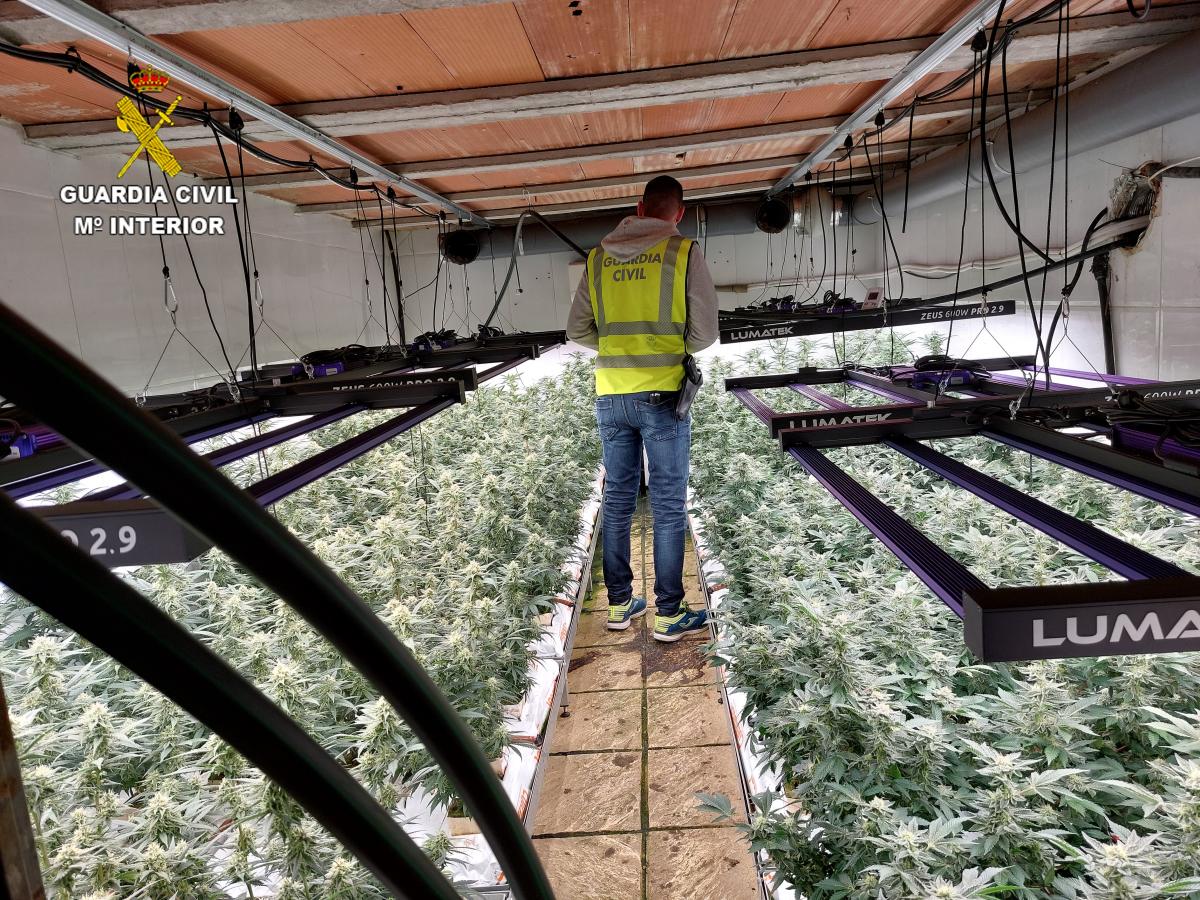 Golpe al cultivo de marihuana en Toledo / Guardia Civil