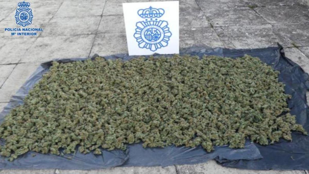 Han sido detenidas dos personas y se han intervenido 15 kilos de cogollos de marihuana, que tenían listos para su venta