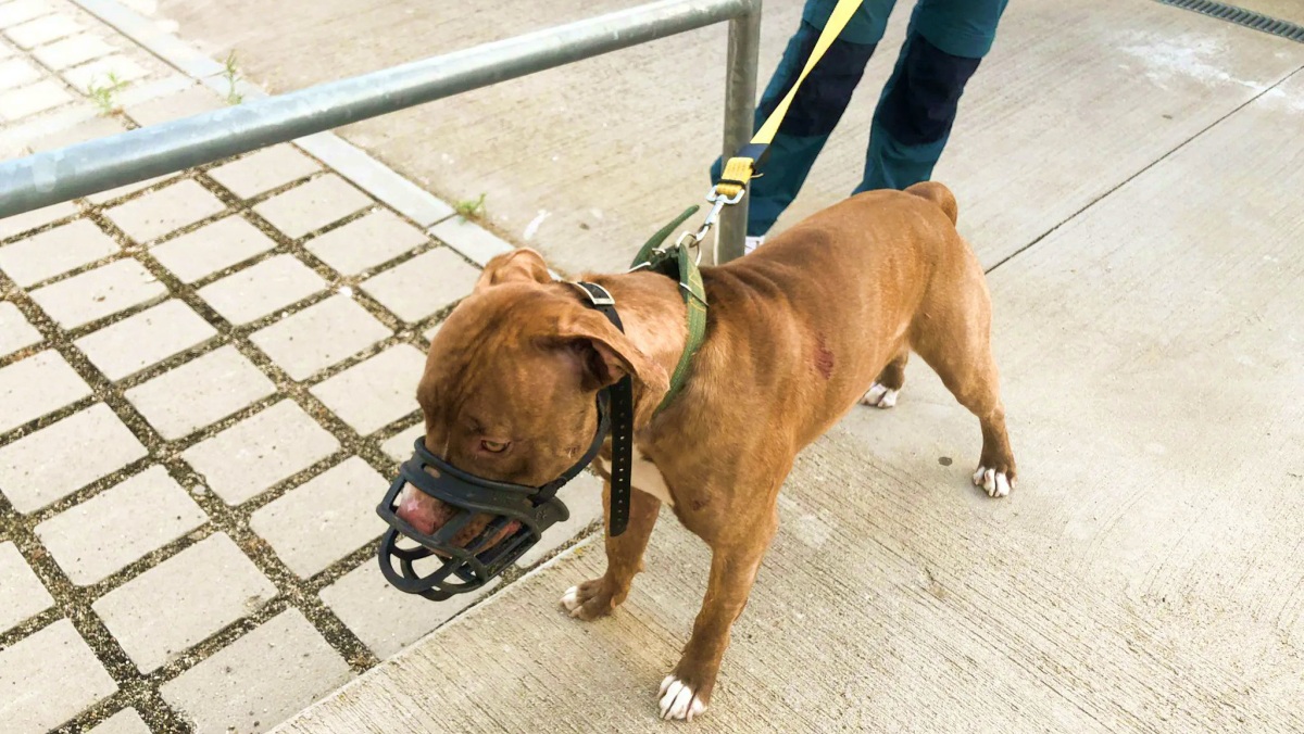 Foto de un perro PPP hecha pública por la Policía Local de Guadalajara