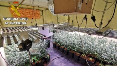 La Guardia Civil desmantela una plantación de alto rendimiento en Toledo / Guardia Civil