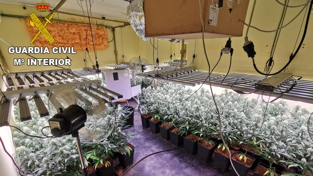 La Guardia Civil desmantela una plantación de alto rendimiento en Toledo / Guardia Civil