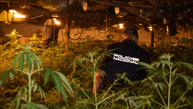 Nuevo golpe antidroga en Guadalajara / Imagen: Policía Nacional