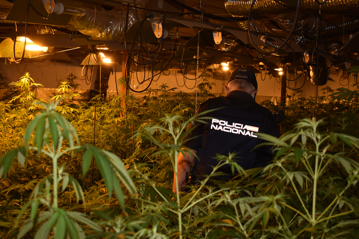 Nuevo golpe antidroga en Guadalajara / Imagen: Policía Nacional