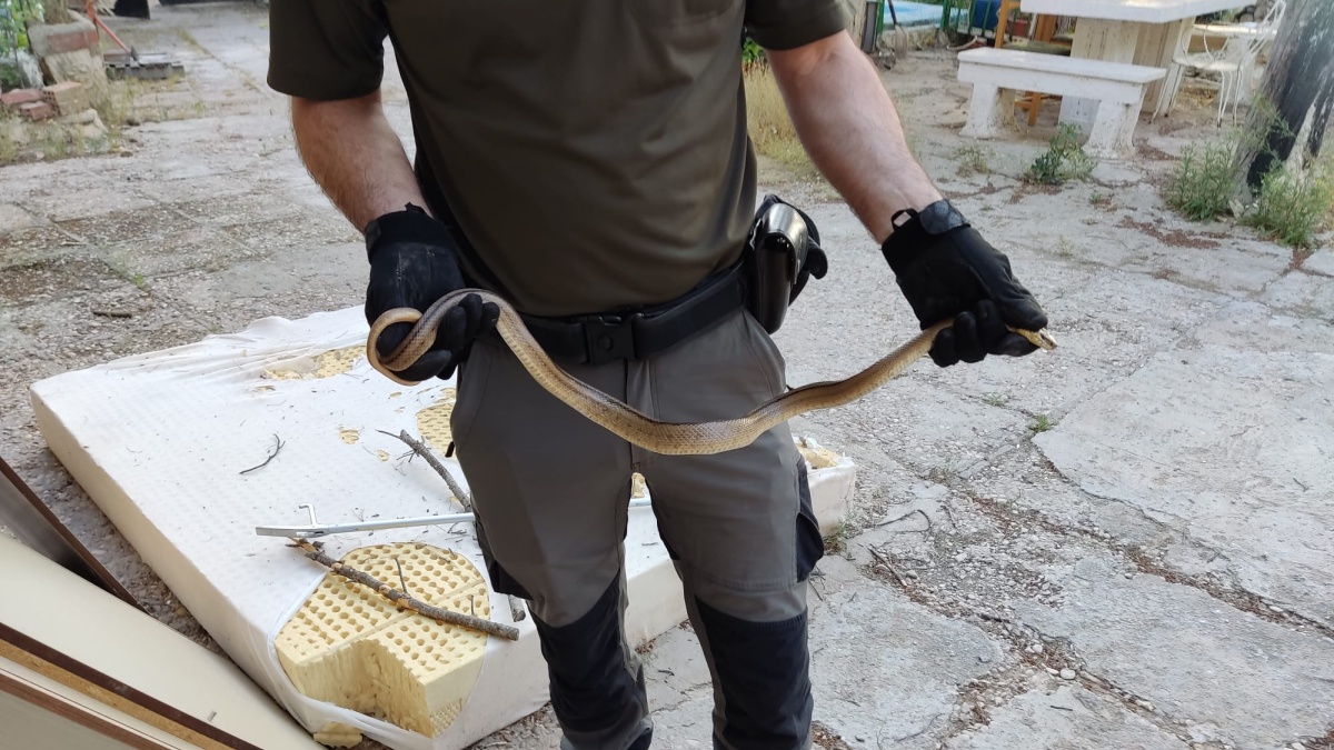 Culebra de escalera capturada por los Agentes medioambientales de Castilla-La Mancha / Imagen: Agentes Medioambientales de Castilla-La Mancha