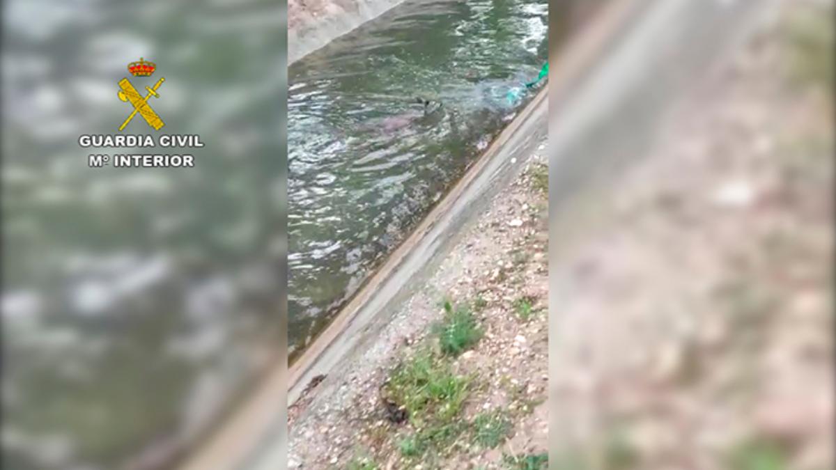 La Guardia Civil rescata a un corzo de un canal de agua de Toledo