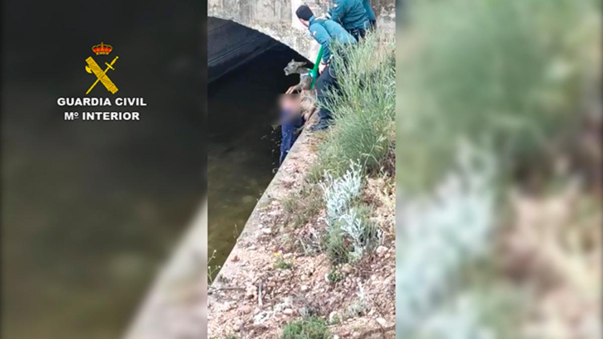 La Guardia Civil rescata a un corzo de un canal de agua de Toledo