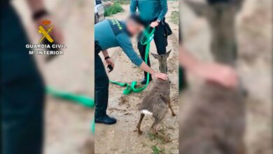 La Guardia Civil rescata a un corzo de un canal de agua de Toledo