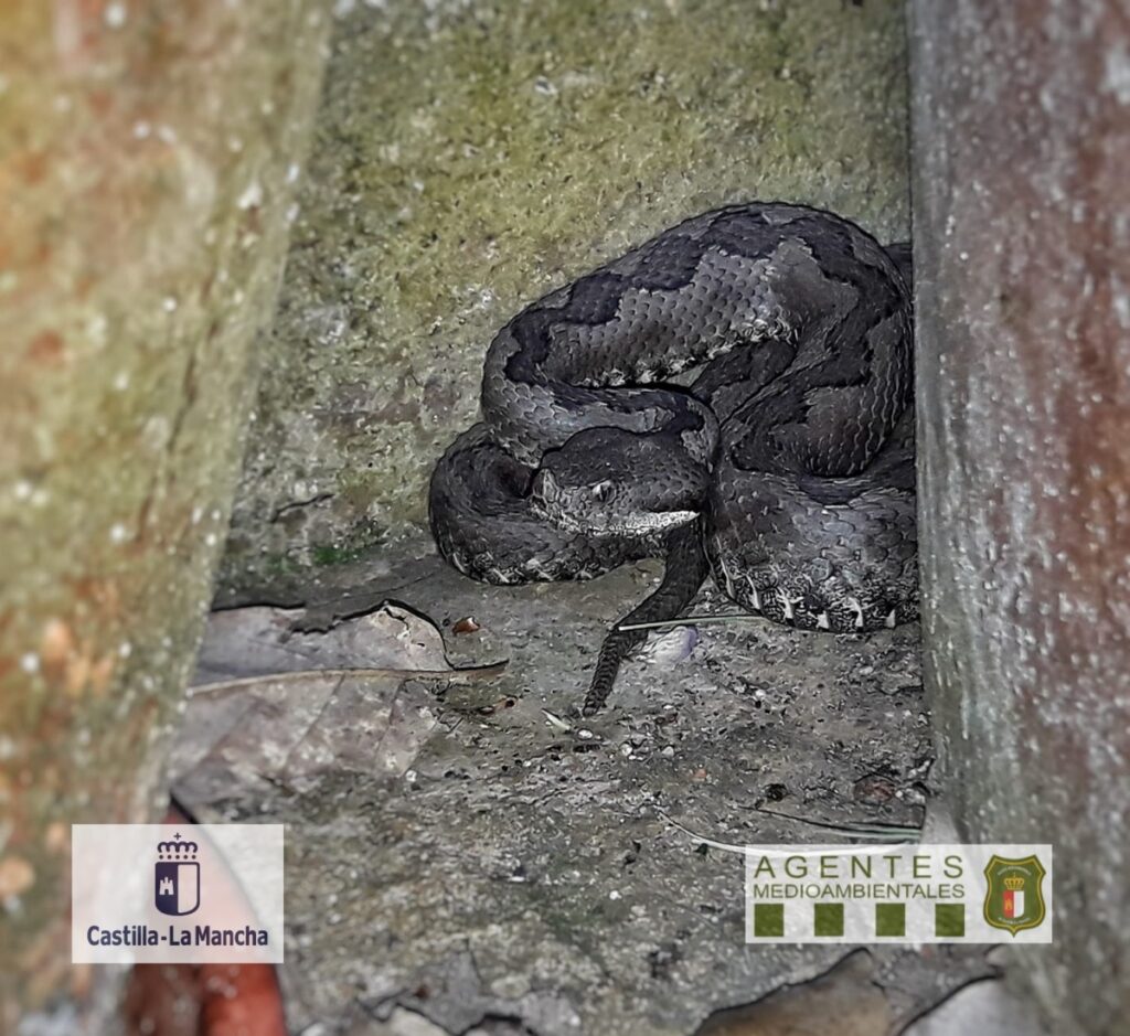 Víbora hocicuda en Ciudad Real / Imagen: Agentes Medioambientales de Castilla-La Mancha