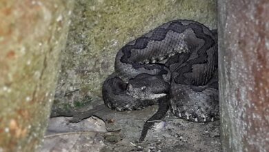 Víbora hocicuda en Ciudad Real / Imagen: Agentes Medioambientales de Castilla-La Mancha