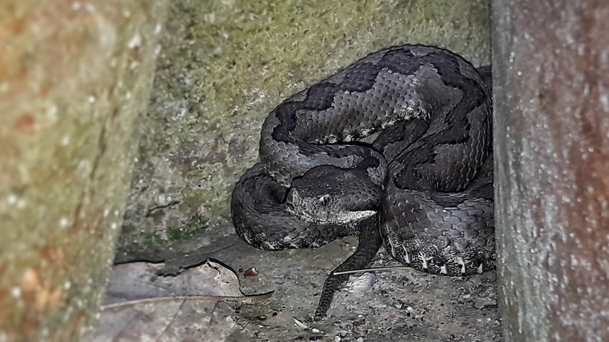 Víbora hocicuda en Ciudad Real / Imagen: Agentes Medioambientales de Castilla-La Mancha