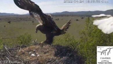 Una cámara de seguimiento instalada en el Parque Nacional de Cabañeros, en la provincia de Ciudad Real, ha registrado la depredación de un nido de cigüeña por un águila real / EFE/Parque Nacional de Cabañeros