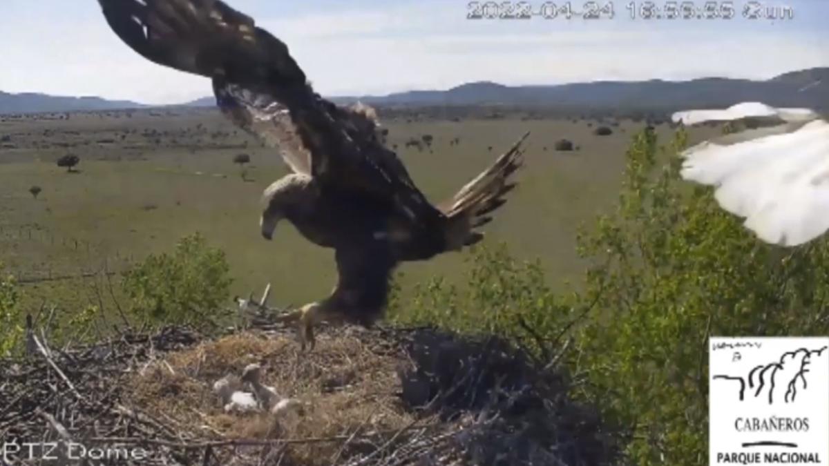 Una cámara de seguimiento instalada en el Parque Nacional de Cabañeros, en la provincia de Ciudad Real, ha registrado la depredación de un nido de cigüeña por un águila real / EFE/Parque Nacional de Cabañeros