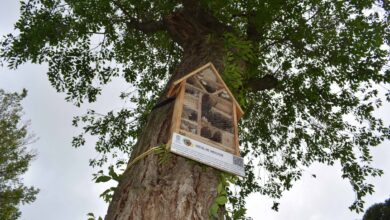 El primer hotel de insectos "beneficiosos para los parques" llega a Ciudad Real / Imagen: Ayuntamiento Ciudad Real