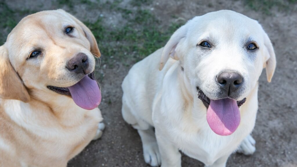 Nueva unidad canina de detección de venenos en Toledo del Cuerpo de Agentes Medioambientales / JCCM 
