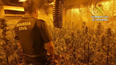 Plantación de marihuana Los Navalucillos / Guardia Civil