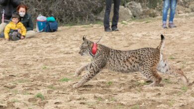 Lince en Castilla-La Mancha / JCCM